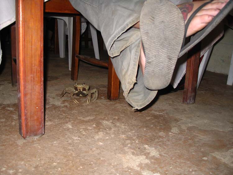 utila-26-floor-crab