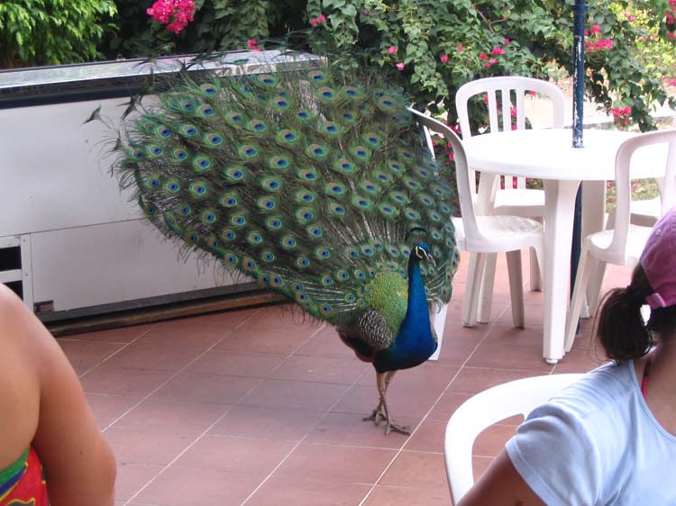 http://www.southboundtravels.com/trip-pan/tobago/images/pan-tobago-25-peacock.jpg