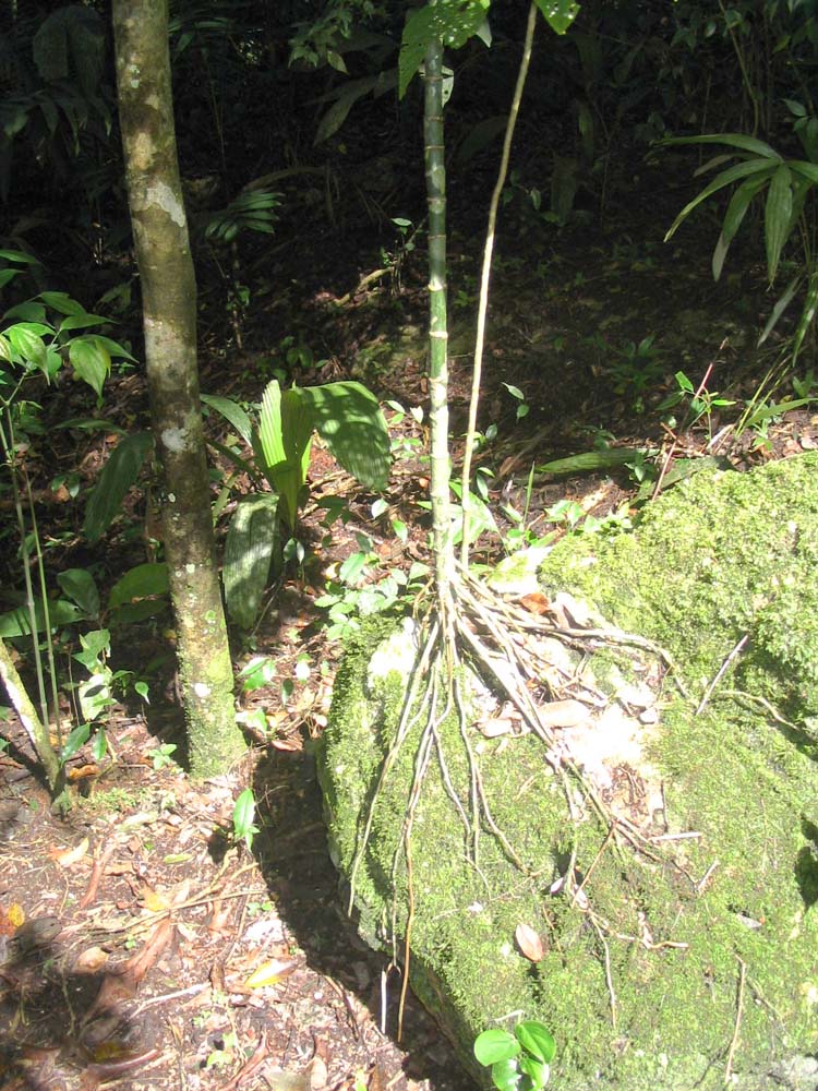 caracol-07-weird-roots