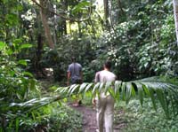 caracol-13-rainforest