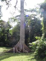 caracol-15-ceiba-tree