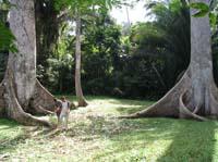 huge ceiba trees