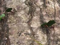 caracol-19-leaf-cutter-ants