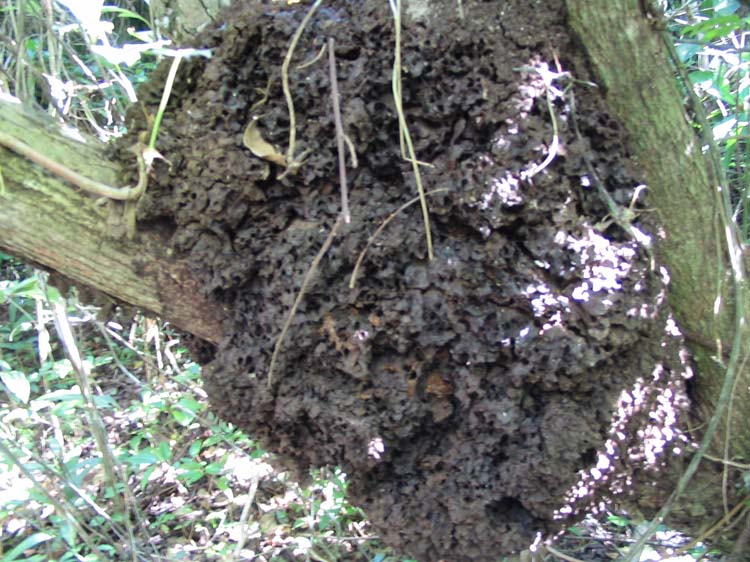 bel1-47-ants