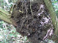 bel1-47-ants