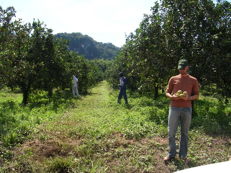 placencia-04-orange-groves