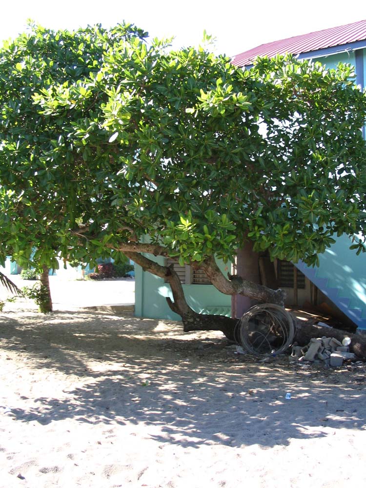 placencia-21-cashew-tree
