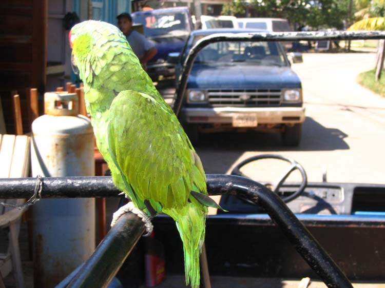 placencia-31-
