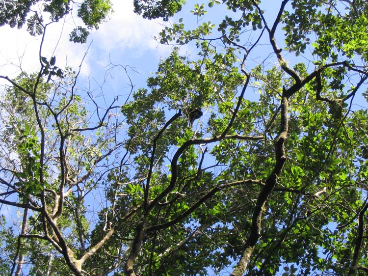 t-25-howler-monkey