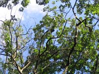 t-25-howler-monkey