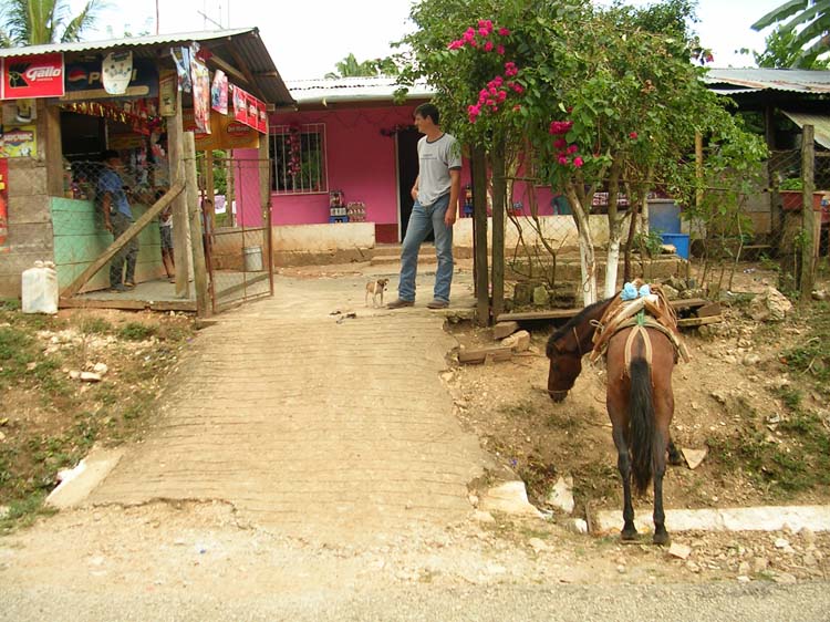 dulce-08-beer-store-horse