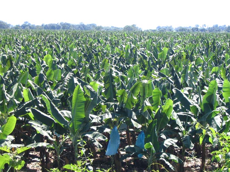 dulce-12-banana-finca