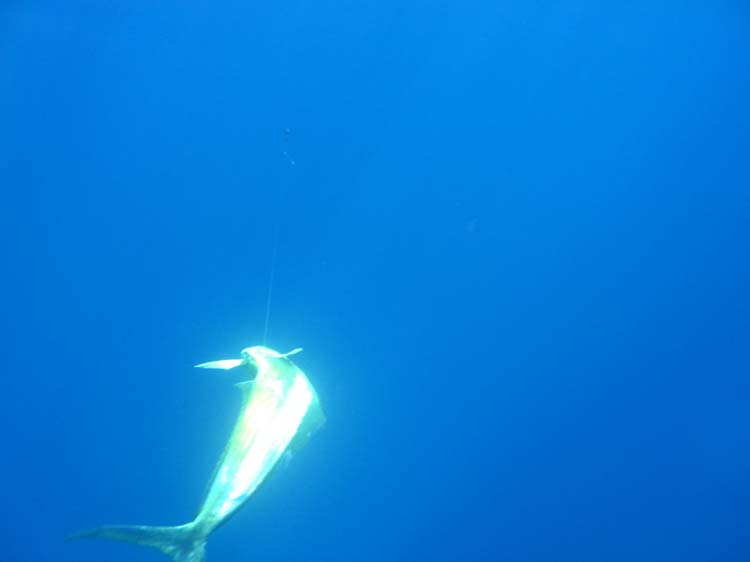 sail-37