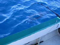 sail-17-underwater-fish