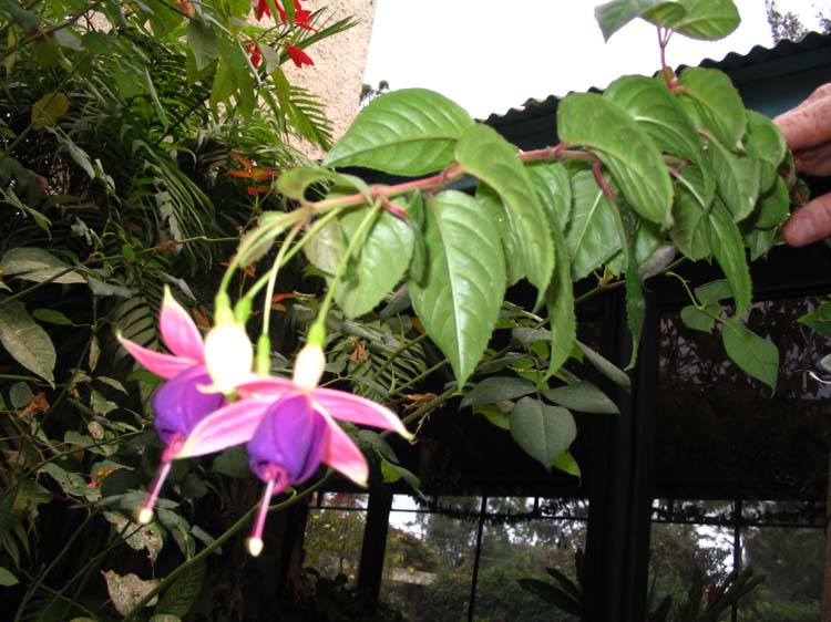 pana3-27-cool-flower