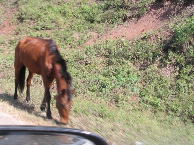 26-horse
