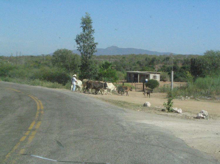kino-27-rancher