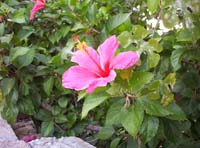 pe-59-hibiscus-in-november