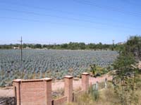 huites-08-agave-field