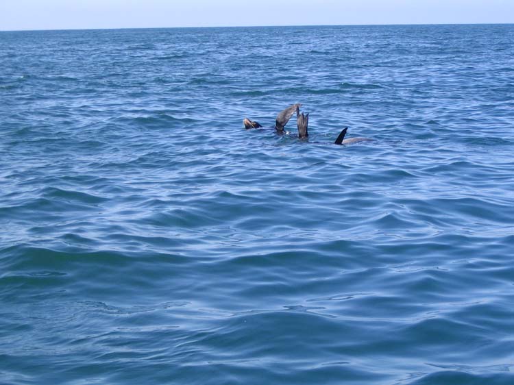 maz1-30-sea-lion