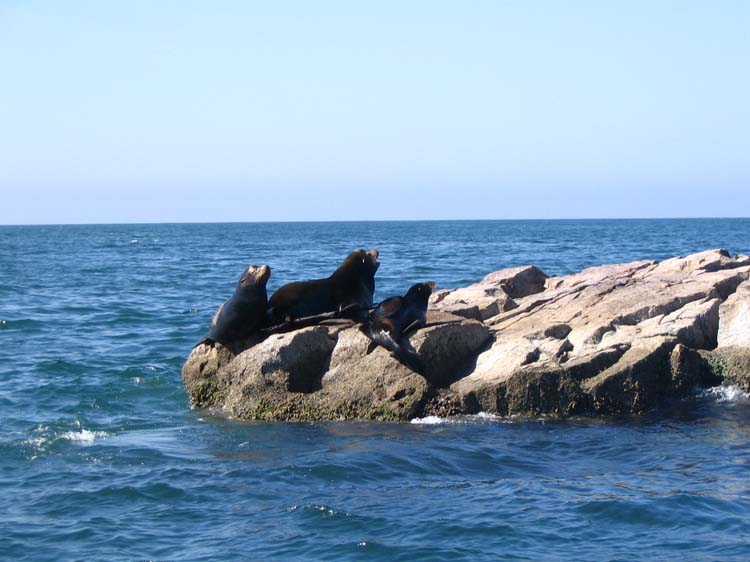 maz1-31-sea-lion-island