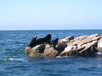 sea lion island