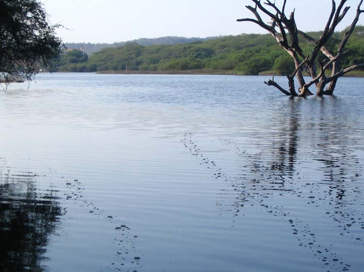 salto-91-