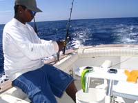 rigging bait for sailfish