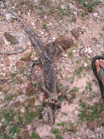 pan-tobago-16-dead-lizard