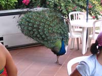 pan-tobago-25-peacock