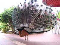 pan-tobago-27-peacock-rear